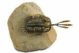 Spiny Trident Walliserops Trilobite - Foum Zguid, Morocco #344454-2